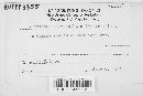Claviceps purpurea image