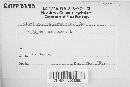 Claviceps purpurea image