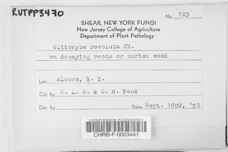 Clitocybe revoluta image