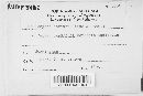 Coccomyces dentatus image