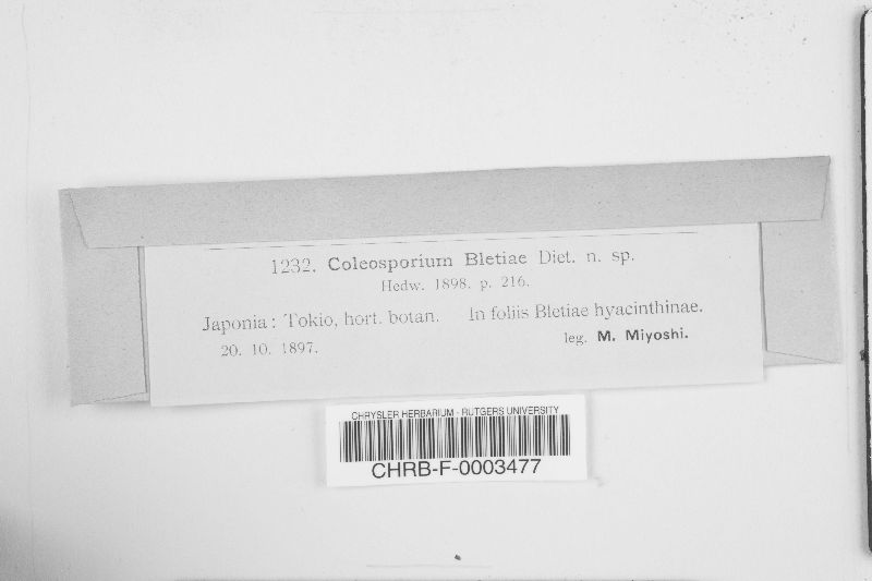 Coleosporium bletiae image