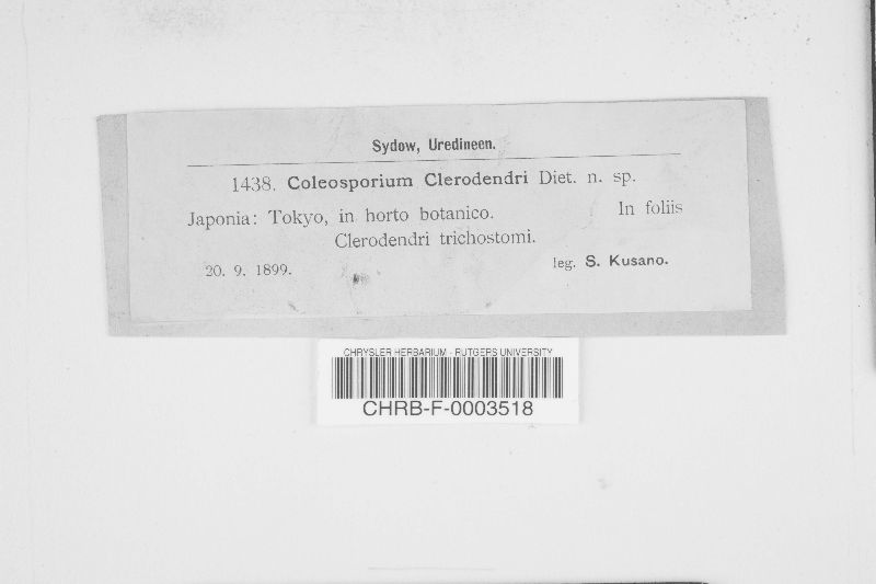 Coleosporium clerodendri image