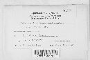 Coleosporium vernoniae image