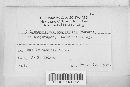 Colletotrichum coccodes image
