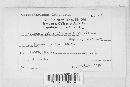 Colletotrichum lindemuthianum image