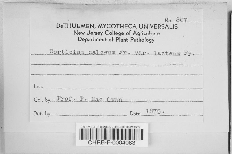 Corticium calceum var. lacteum image