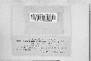 Corticium calceum var. lacteum image