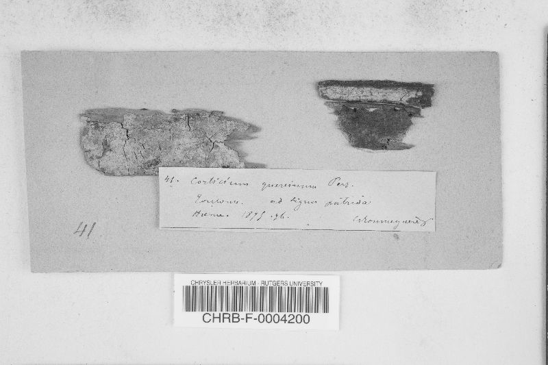 Peniophora quercina image