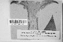 Cortinarius eumorphus image