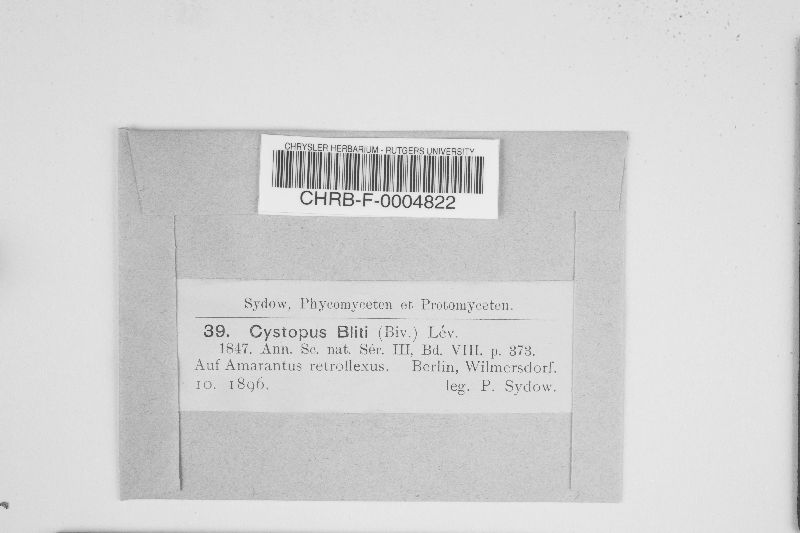 Cystopus bliti image
