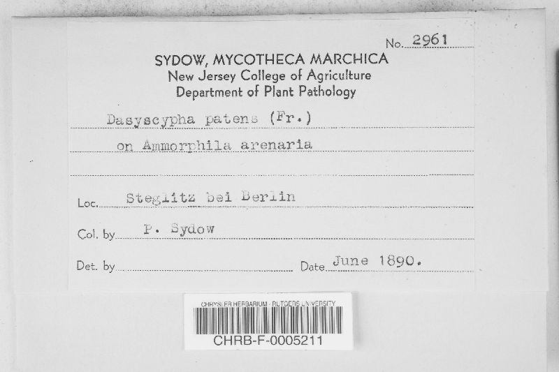 Dasyscypha patens image