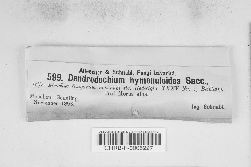Dendrodochium hymenuloides image