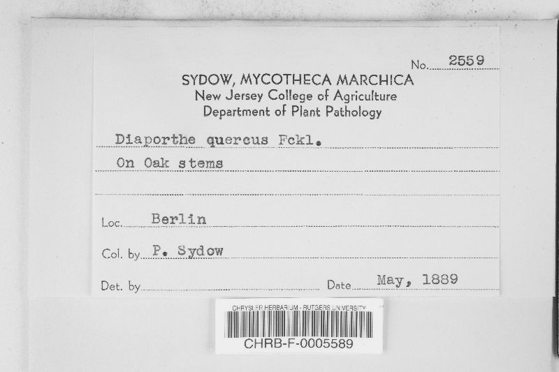 Diaporthe quercina image