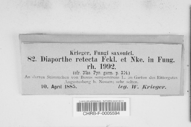 Diaporthe retecta image