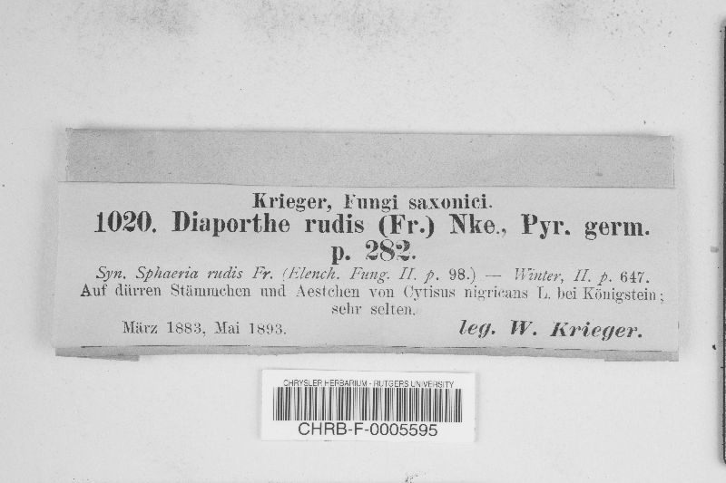 Diaporthe rudis image