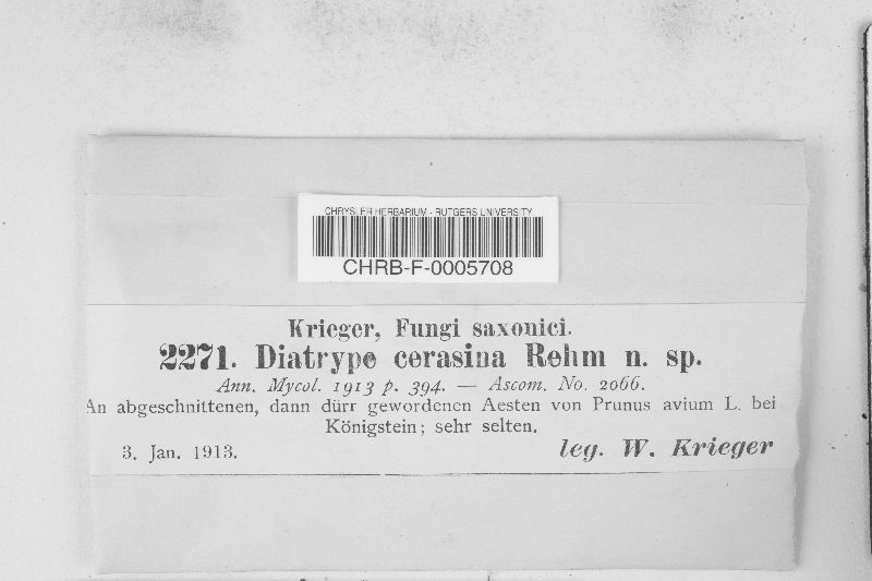 Diatrype cerasina image