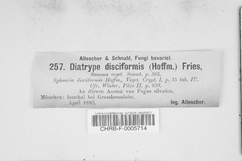 Diatrype disciformis image