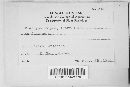 Diatrype stigma image