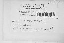 Diatrype stigma image
