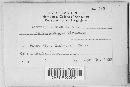 Diatrype tumida image