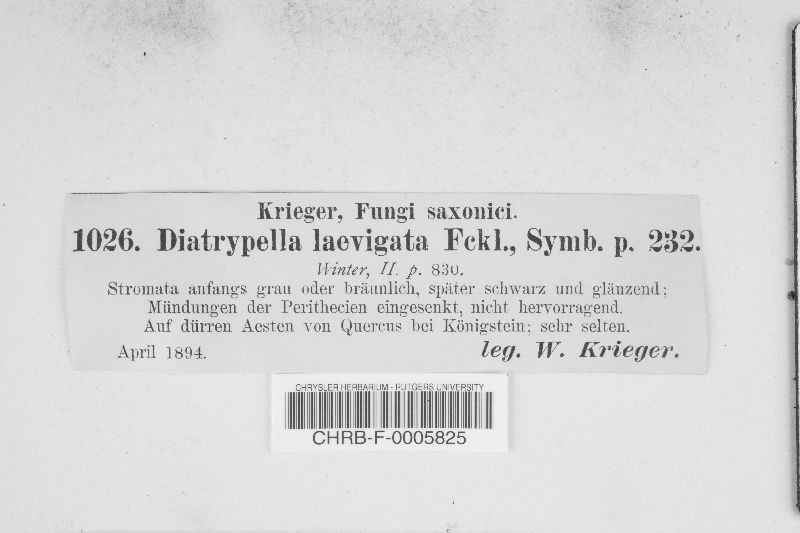 Diatrypella laevigata image