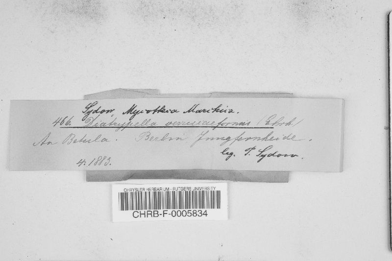 Diatrypella favacea image