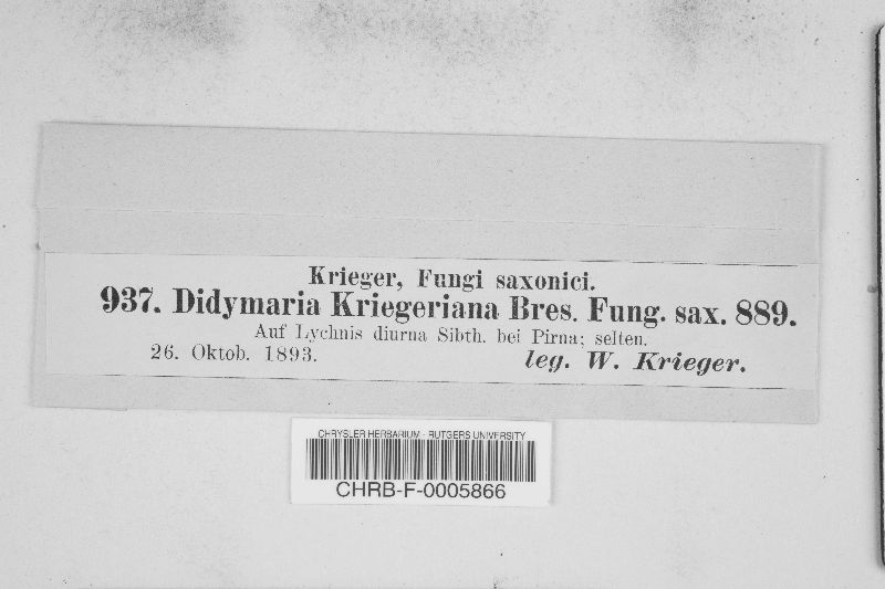 Ramularia kriegeriana image