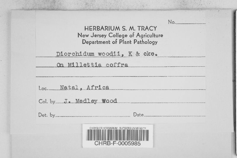 Diorchidium woodii image