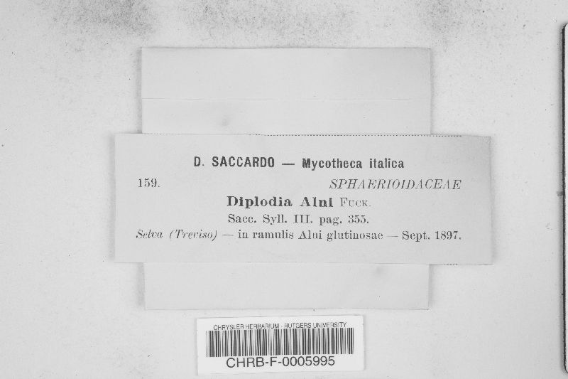Diplodia alni image