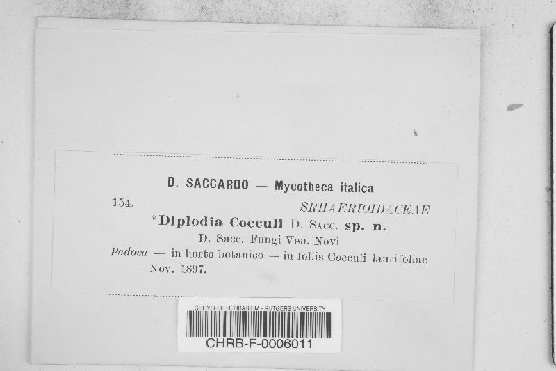 Diplodia cocculi image