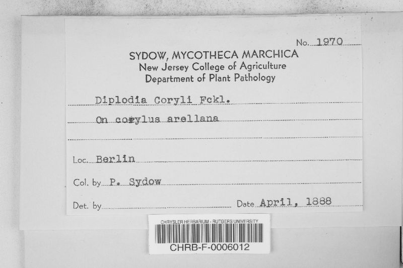 Diplodia coryli image