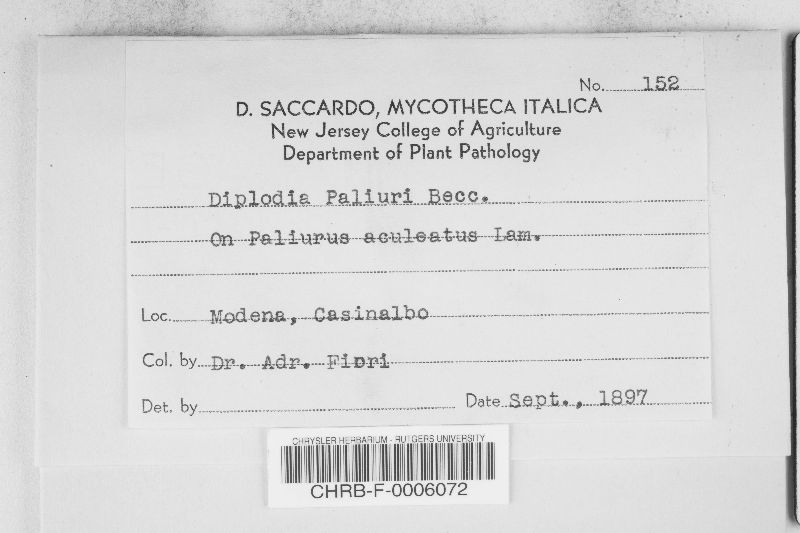 Diplodia paliuri image