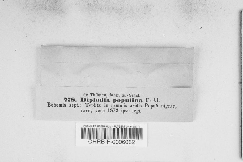 Diplodia populina image