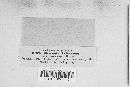 Discosia artocreas image