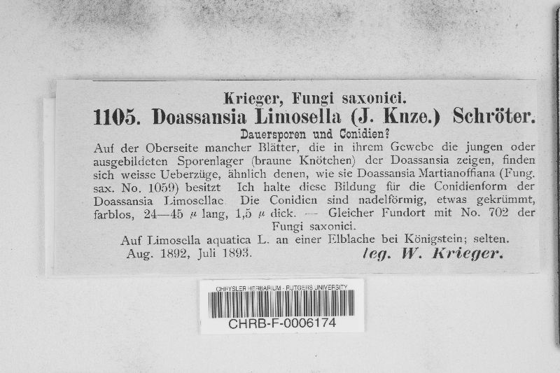 Doassansia limosellae image