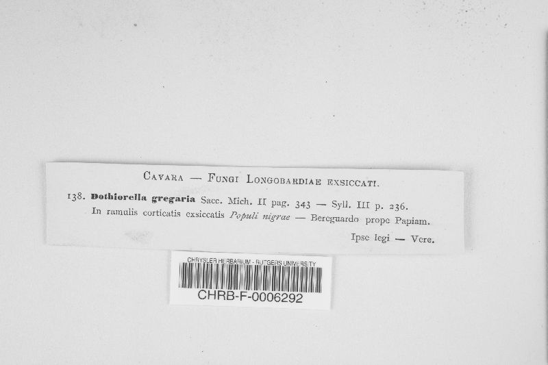 Botryosphaeria ribis image