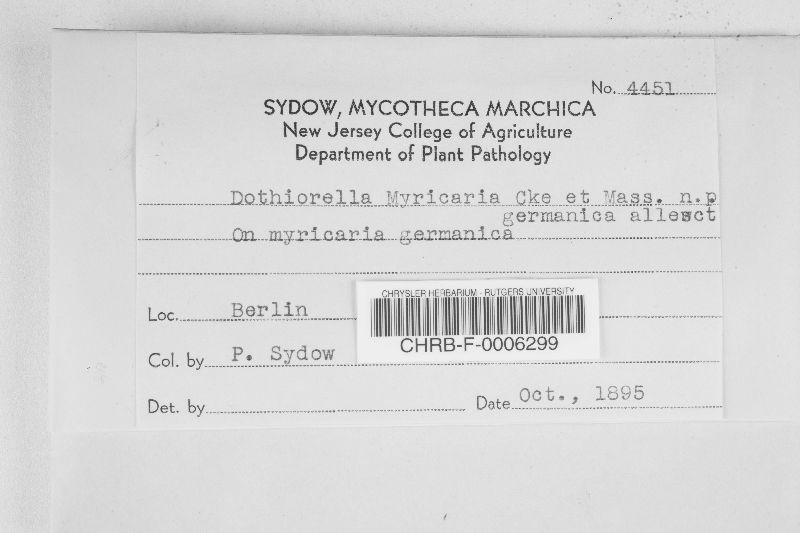 Dothiorella myricariae f. germanica image