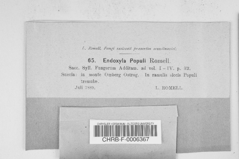Endoxyla populi image