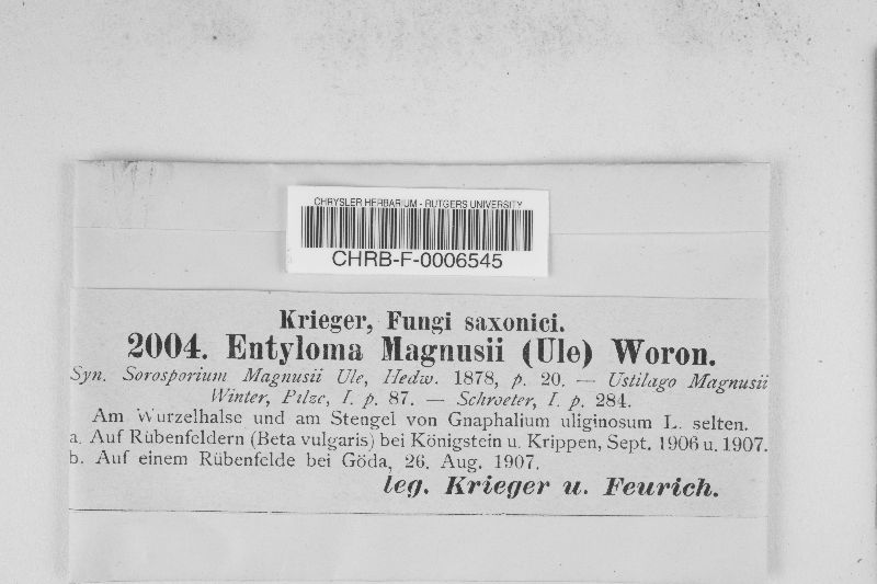 Entyloma magnusii image