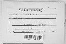 Blumeria graminis image