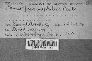 Fomes fraxinophilus image