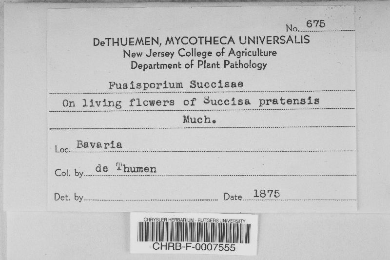 Fusisporium succisae image