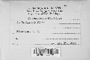 Colletotrichum coccodes image