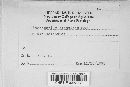 Colletotrichum coccodes image