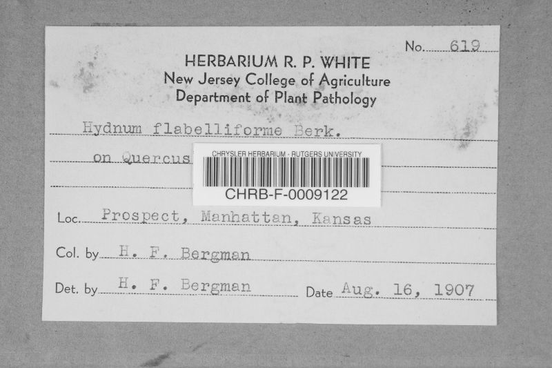 Hydnum flabelliforme image