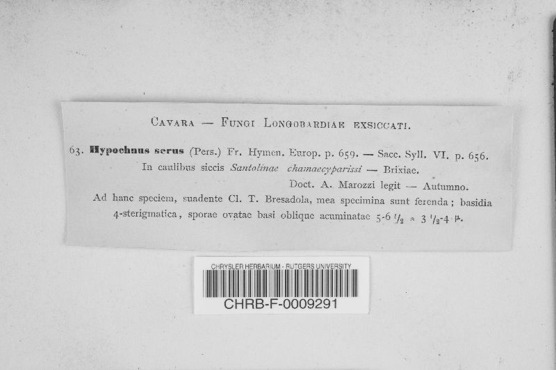 Hyphodontia sambuci image