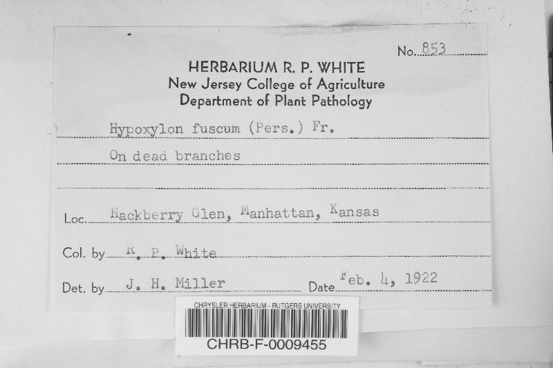 Hypoxylon fuscum image