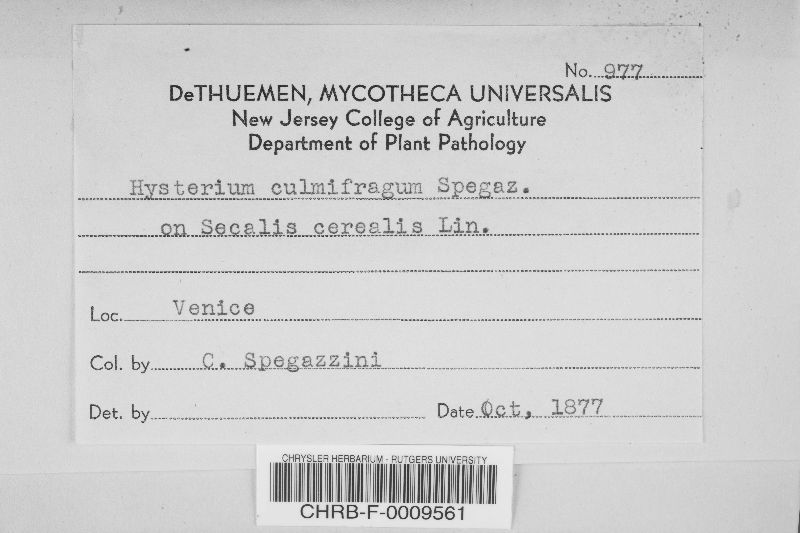 Hysterium culmifragum image