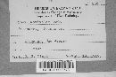 Irpex laeticolor image