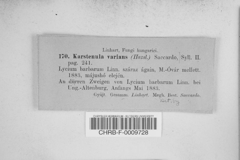 Karstenula varians image